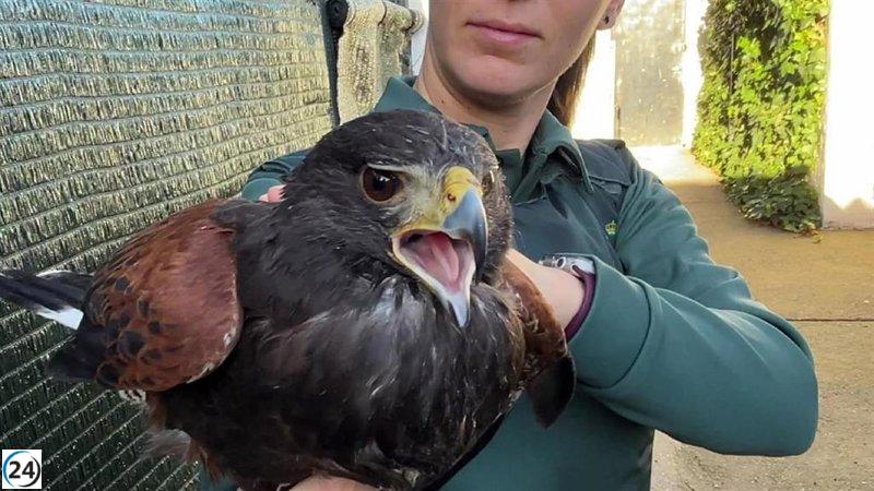 El SEPRONA decomisa Águila Harris en domicilio de Hormilleja, La Rioja