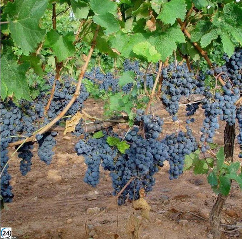 Bodegas Familiares propone solución radical: reducir el 10% de los viñedos para combatir la crisis