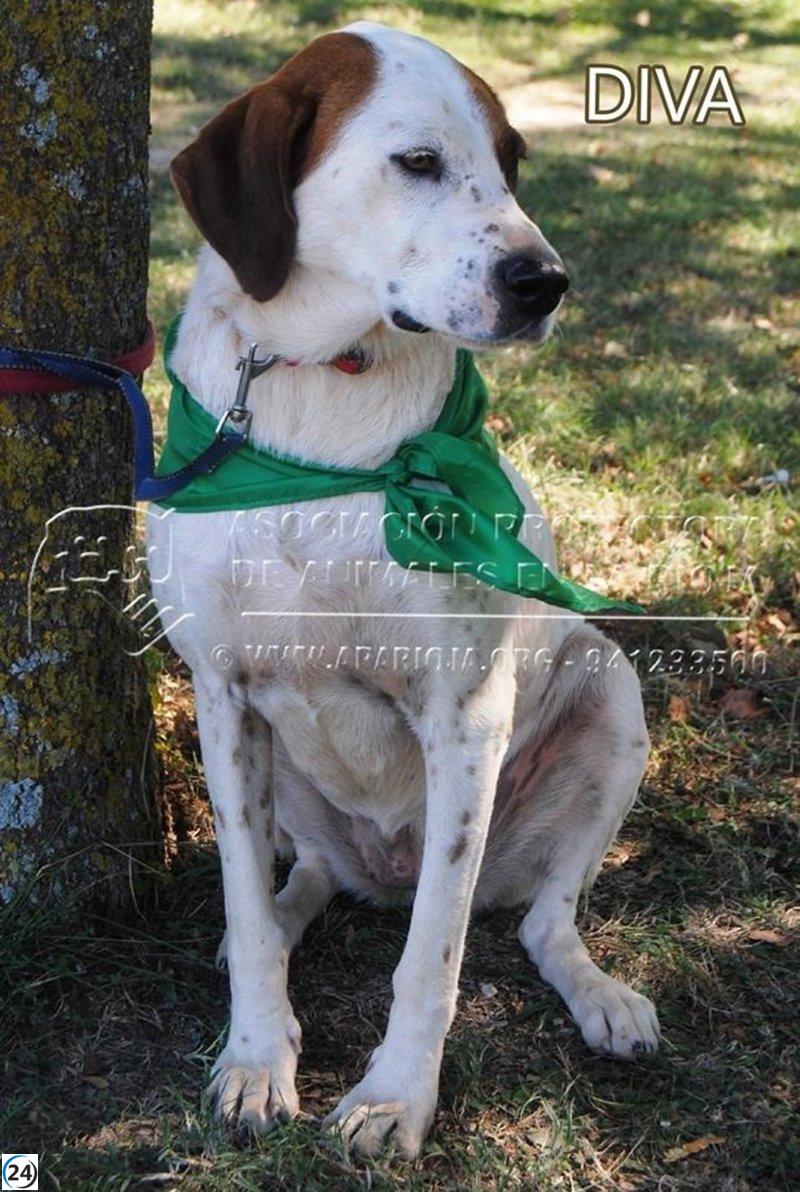 APA Rioja destaca la calidad de su trabajo en el contrato de recogida de animales