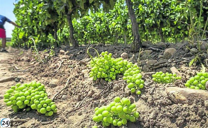 Ampliado el plazo hasta el 31 de mayo para corregir errores en 793 solicitudes de cosecha verde.