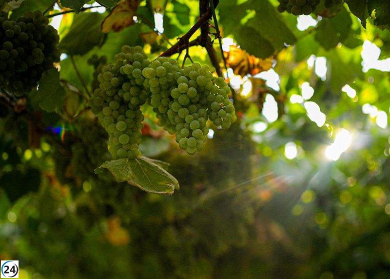 El sector del vino europeo exige un plan audaz y ambicioso para asegurar su sostenibilidad.