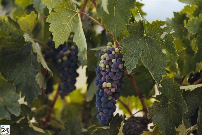 Gobierno otorgará ayudas a 135 cooperativas y bodegas para destilación en 2024
