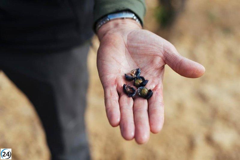 La cosecha de la DOCa Rioja sufre retraso de 10 días respecto al año pasado, revela informe oficial.