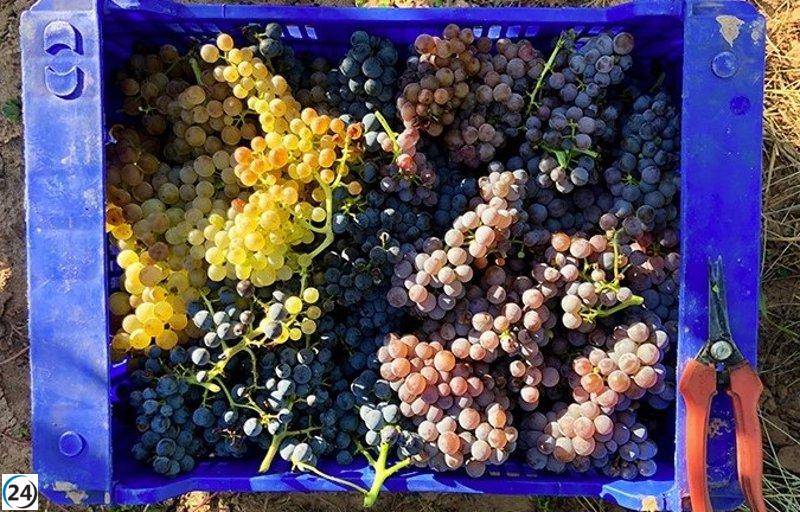 Arizcuren Vinos consigue el reconocimiento de Viñedo Singular en la DOCA Rioja con Finca El Foro.
