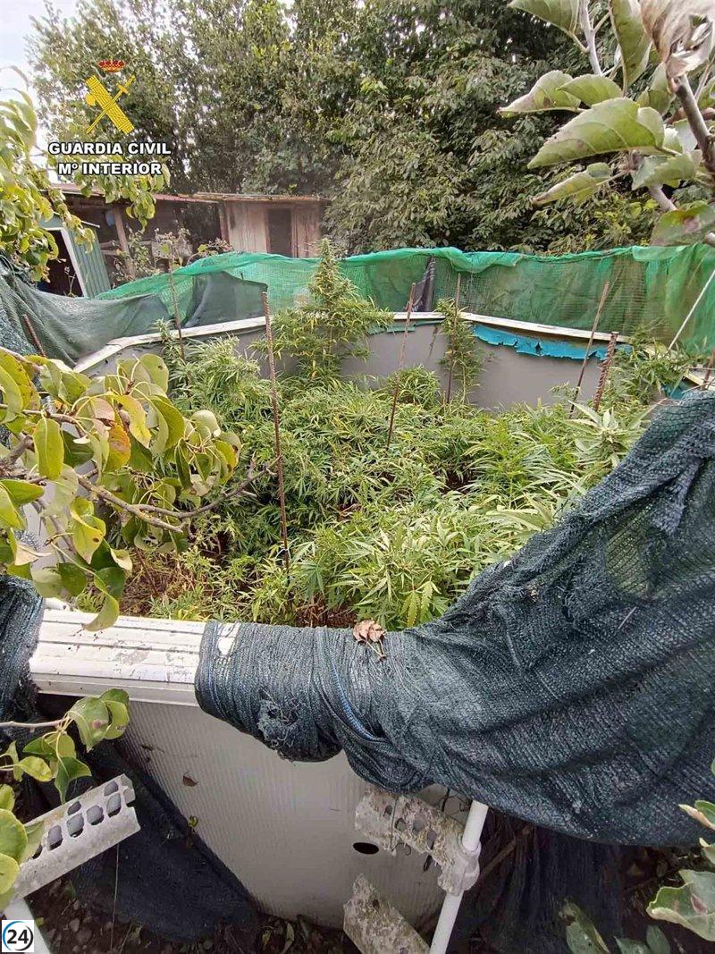 Operativo de la Guardia Civil evita robo de plantas de marihuana en Casalarreina
