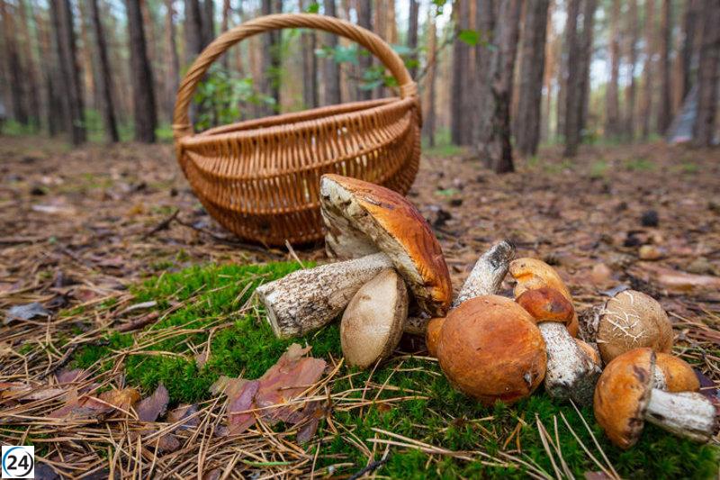 Exploración micológica en las Jornadas de Otoño: charlas, recolección y exposición de hongos.