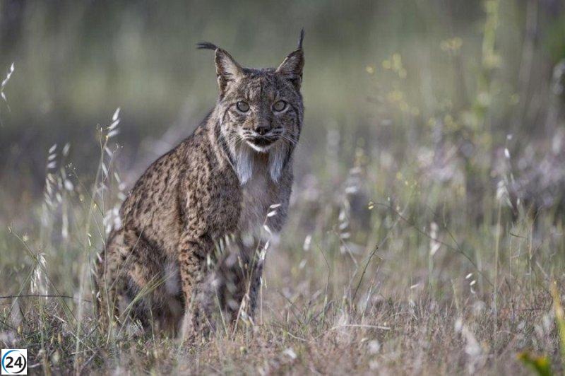 Amigos de la Tierra urge al Gobierno de La Rioja a impulsar la reintroducción del lince ibérico en la región.