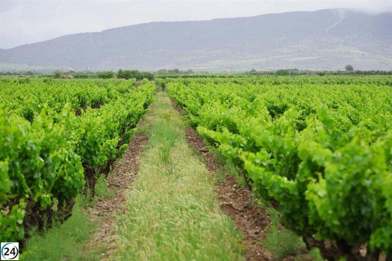 El Gobierno de La Rioja lanza nuevas ayudas para modernizar y transformar viñedos.