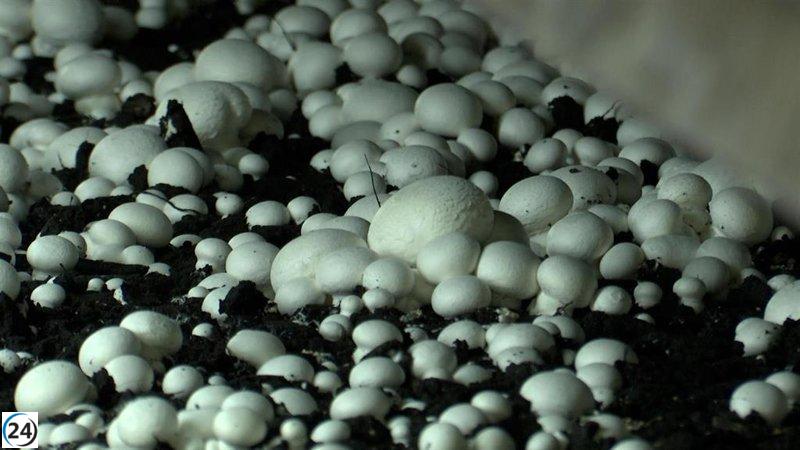 UAGR confía en que todos los cultivadores de champiñón recibirán apoyo para su modernización.