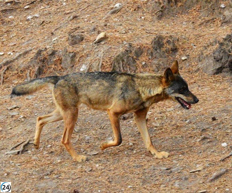 SEO/BirdLife advierte sobre la amenaza del glifosato y la falta de protección al lobo en el nuevo anteproyecto de Ley de La Rioja.