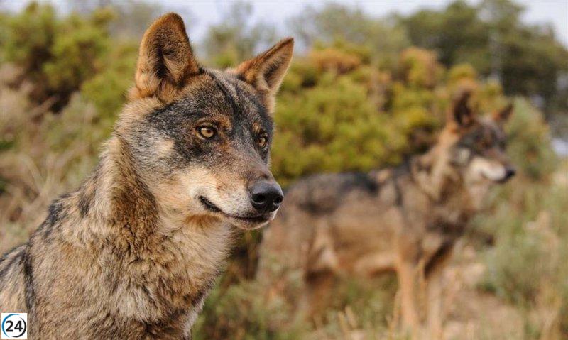 Gamarra aboga por desproteger al lobo para brindar tranquilidad a los ganaderos.