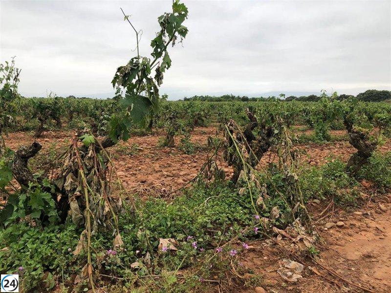 'Por La Rioja' denuncia la inacción del Gobierno ante los estragos causados por la granizada en la agricultura.
