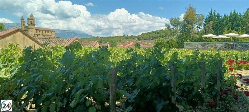 Aprobadas ayudas para cosecha en verde que beneficiarán a 1.099 viticultores en 3.472,4 hectáreas.