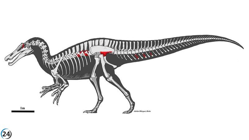 Descubren los restos del más grande dinosaurio carnívoro que vivió en la península ibérica durante el Cretácico Inferior.