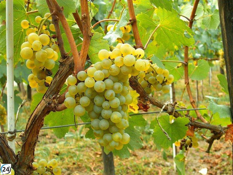 Más de 1.000 viticultores de La Rioja concluyen la cosecha verde en 3.000 hectáreas, respaldados por 1,2 millones en ayudas.