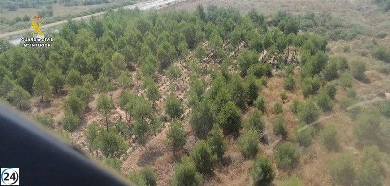 Descubren en Aldeanueva de Ebro una plantación oculta de marihuana en medio de pinares.