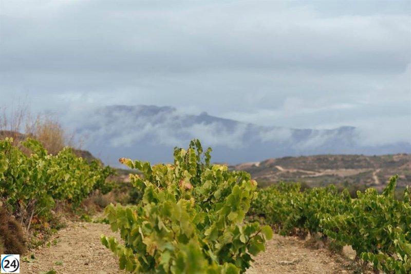 Rioja implementa nuevas medidas de control para la vendimia debido a la crisis del viñedo.