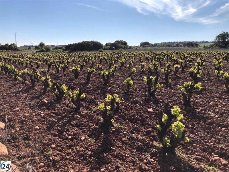 UAGR-COAG denuncia que el informe de la Consejería revela pérdidas críticas para los viticultores.