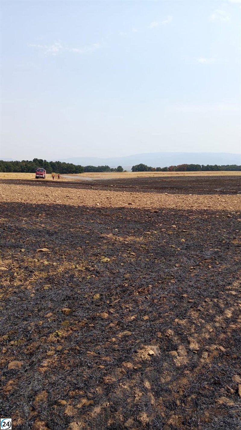 Incendio en Cañas arrasa con 6.000 metros cuadrados de cultivos de cereal.