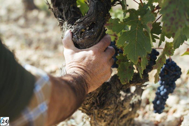 Progreso en la cosecha: viñedos de Rioja Oriental muestran excelente salud.