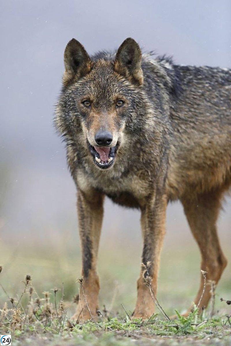 UPA condena los ataques de lobos al ganado en las 7 Villas.