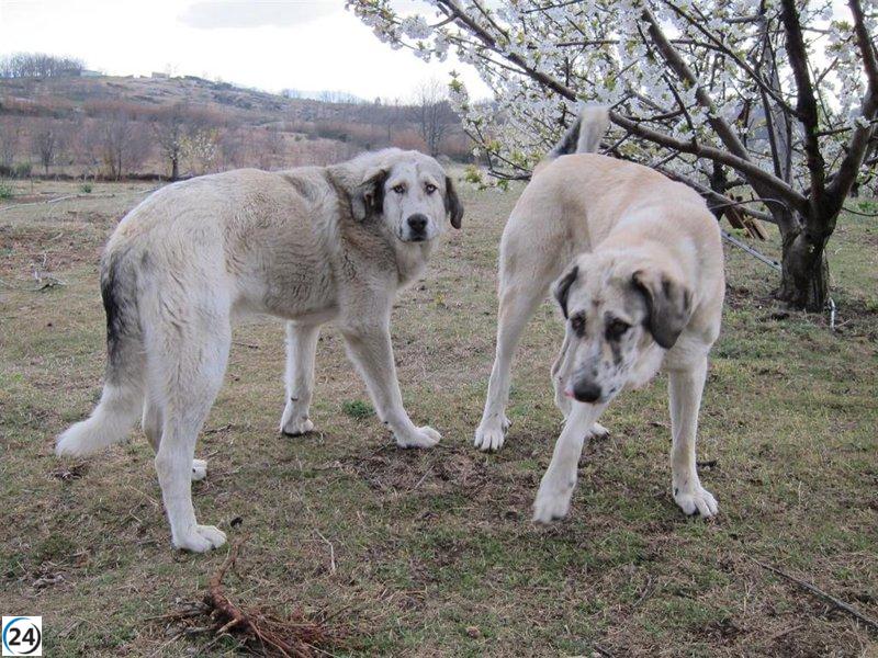 La UAGR-COAG exige dignidad y comprensión para los mastines que protegen el ganado en la montaña.