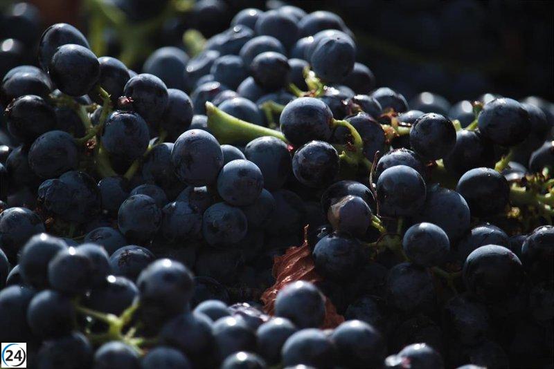 FECOAR advierte que los precios bajos de ciertos operadores amenazan la viabilidad de los viticultores.
