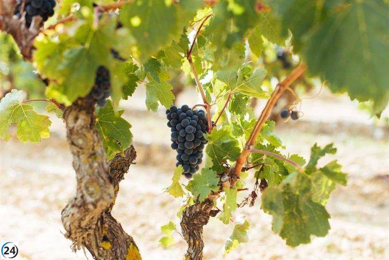 La DOCa Rioja asegura que la cosecha de este año es excepcional para los viñedos.