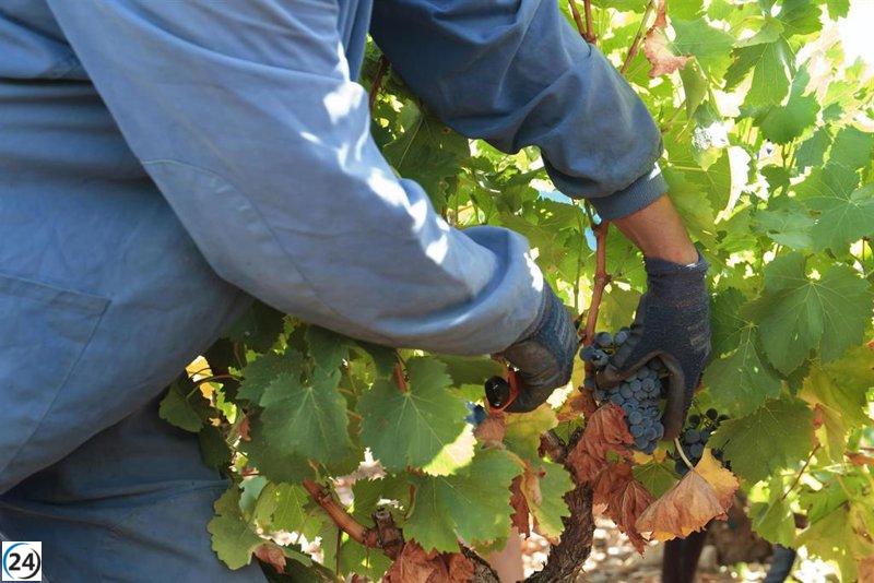 El sector vitivinícola recibe apoyo definitivo del gobierno para 764 productores en apuros.