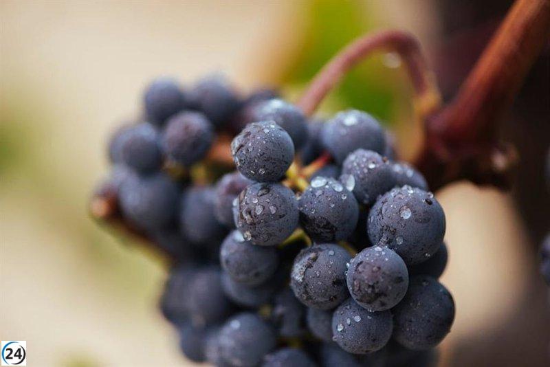 DOCa Rioja reporta cosecha con maduración óptima y excelente salud de la uva en su boletín de vendimia.
