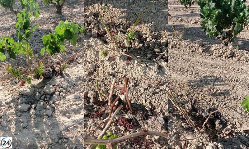 La UAGR-COAG presenta iniciativas para mitigar el impacto de la fauna salvaje.