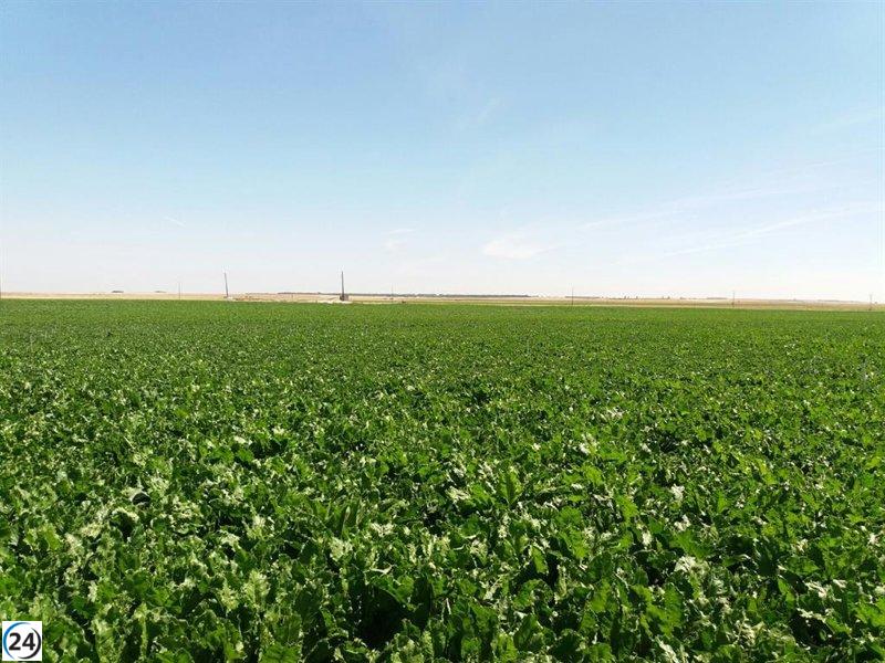 ARAG-ASAJA impulsa talleres para capacitar a remolacheros en el manejo de plagas del azúcar.