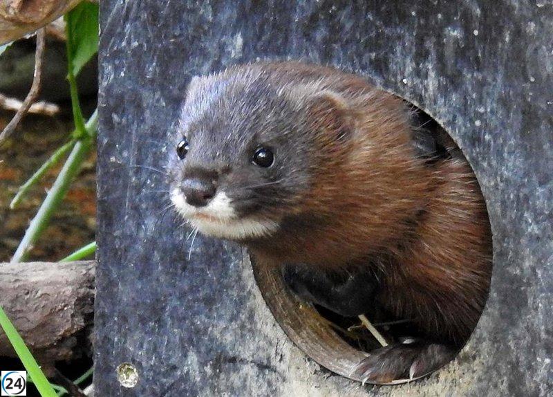 El Congreso respalda propuesta socialista para proteger al visón europeo en La Rioja.
