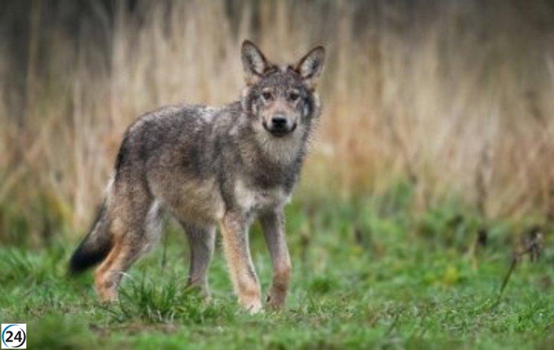 Ecologistas en Acción amenaza con demandas por la caza de lobos en La Rioja.