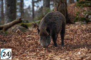 Agricultura impulsa estrategias conjuntas para combatir la peste porcina y regular la población de jabalíes.