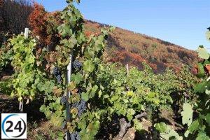 La exalcaldesa de Clavijo admite irregularidades en la plantación de viñedos y acepta una multa de 900 euros.