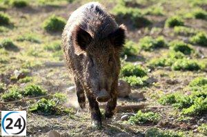 La Rioja y la Federación de Caza unen fuerzas para enfrentar la peste porcina africana.