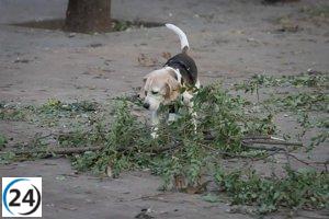La Rioja concluye alerta de vientos tras 23 incidentes por caídas de árboles y estructuras.