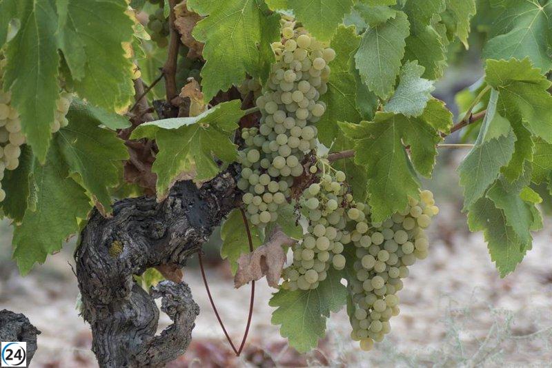 Consejo Regulador busca que la DOCa Rioja sea referente en sostenibilidad.
