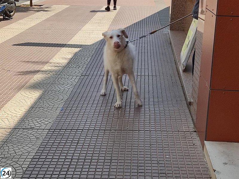 El Colegio de Veterinarios de La Rioja investiga la población canina y felina en la región.