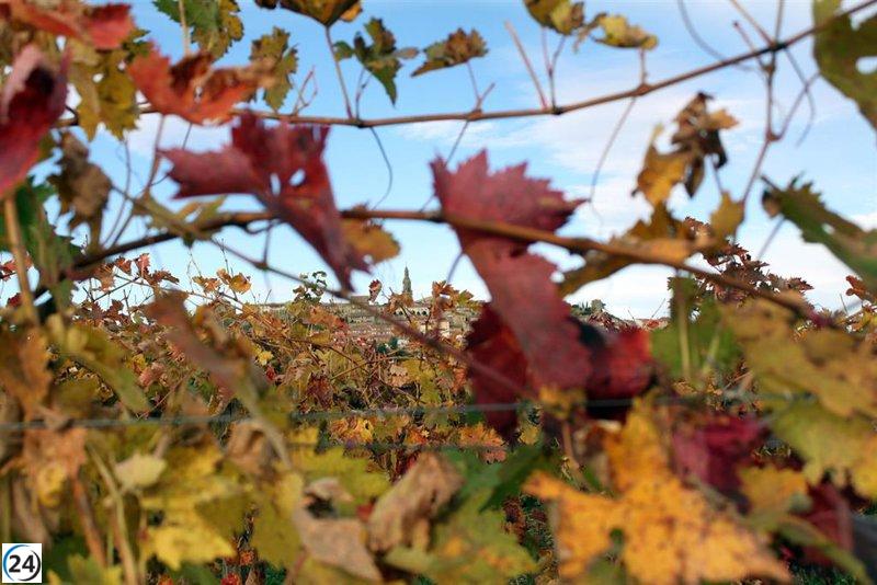 Gobierno aprueba ayuda de 3,7 millones para cosecha en verde de 985 hectáreas de viñedo.