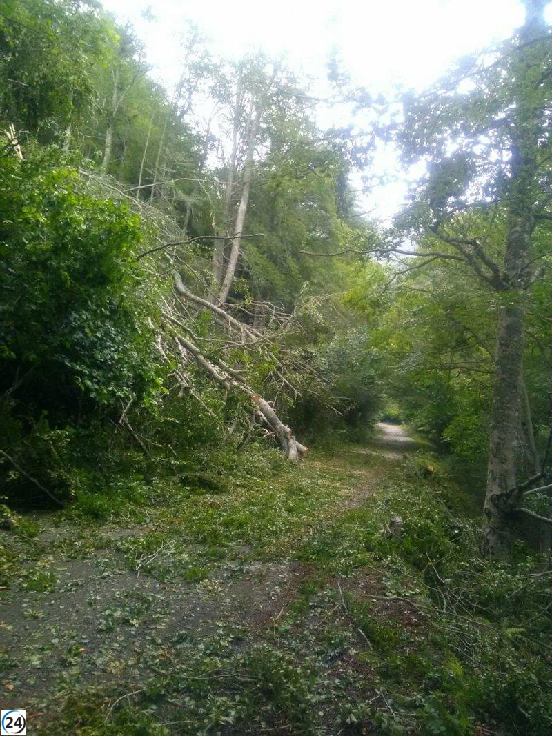 Tormenta derriba árboles y corta pista al refugio del Llano de la Casa.