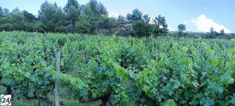 Gobierno Vasco solicita a Agricultura revertir cambios en Estatutos y pliego de condiciones de la DOCa Rioja.