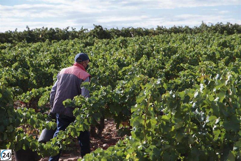 La vendimia en Aldeanueva de Ebro comenzará en una semana con uva blanca