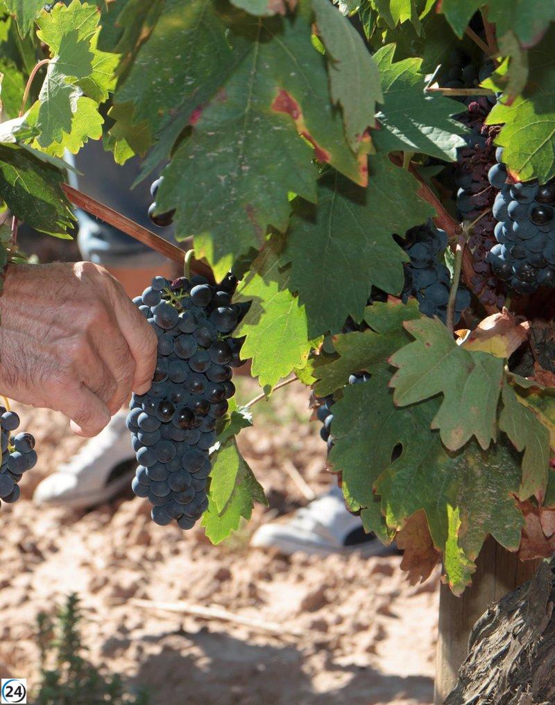 La UAGR exige medidas urgentes por los precios injustos de la uva, muy por debajo de los costos productivos.