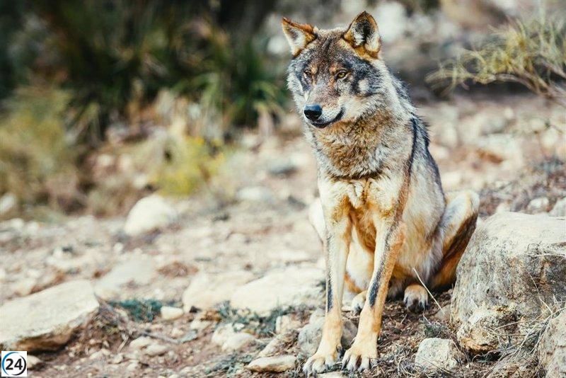 Ganaderos riojanos confían en el Ministerio para excluir al lobo del LESPRE al norte del Duero y proteger la agricultura