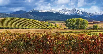Descubre los viñedos más antiguos de La Rioja