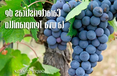 La importancia de la uva Tempranillo en los vinos de la región
