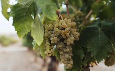 Las variedades de uva blancas que también destacan en La Rioja