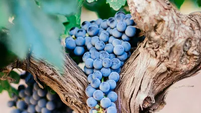 Los vinos singulares y poco conocidos de La Rioja